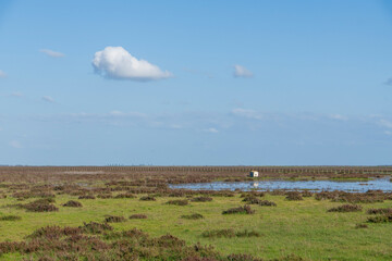 Landscape of the Donana National Park in Spain. Coastal area in southern Spain. Huelva, Andalusia, Spain.
