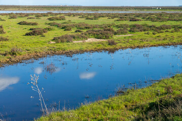 Landscape of the Donana National Park in Spain. Coastal area in southern Spain. Huelva, Andalusia, Spain.