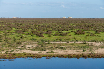 Landscape of the Donana National Park in Spain. Coastal area in southern Spain. Huelva, Andalusia, Spain.