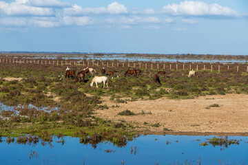 Landscape of the Donana National Park in Spain. Coastal area in southern Spain. Huelva, Andalusia, Spain.