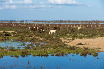 Landscape of the Donana National Park in Spain. Coastal area in southern Spain. Huelva, Andalusia, Spain.
