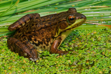 Obraz premium Green frog, Lithobates clamitans.