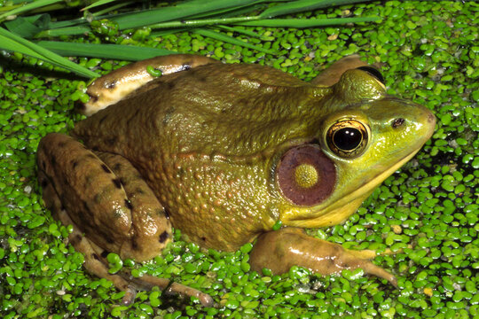 Green frog, Lithobates clamitans.