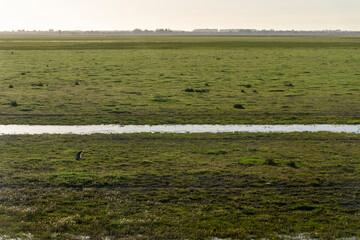 Landscape of the Donana National Park in Spain. Coastal area in southern Spain. Huelva, Andalusia, Spain.