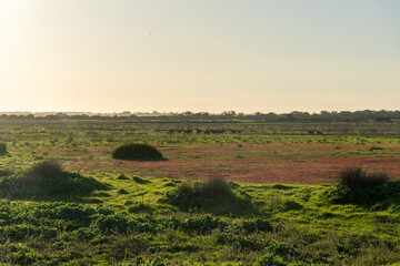 Landscape of the Donana National Park in Spain. Coastal area in southern Spain. Huelva, Andalusia, Spain.