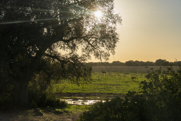 Landscape of the Donana National Park in Spain. Coastal area in southern Spain. Huelva, Andalusia, Spain. Sunset landscape.
