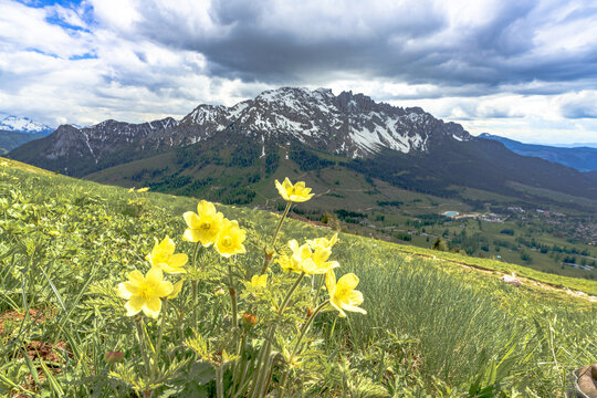 View of golden wildflowers sway gently in the foreground, contrasting with the snow-dusted peaks of the Dolomites in the distance, Campitello di Fassa, Trentino-Alto Adige, Italy.