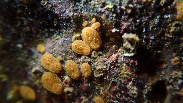 Colonial tunicate or ascidian, sea squirt (Symplegma brakenhielmi) undersea, Ligurian Sea, Italy, Imperia