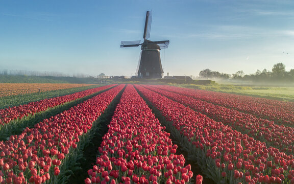 View of vibrant red tulip fields stretch towards a classic Dutch windmill under a soft, hazy sky, Berkmeerdijk, Obdam, Noord-Holland, Netherlands.