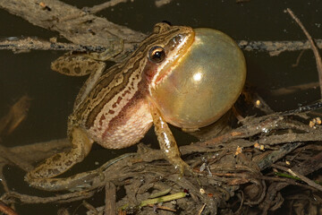 Boreal chorus frog, Pseudacris maculata, calling male.