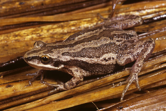 Boreal chorus frog, Pseudacris maculata on wetland vegetation.
