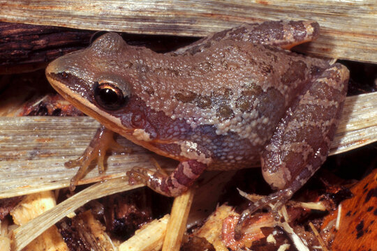 Southern Chorus Frog, Pseudacris nigrita.