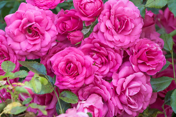 Close-up of pink roses. Flowering rose bush