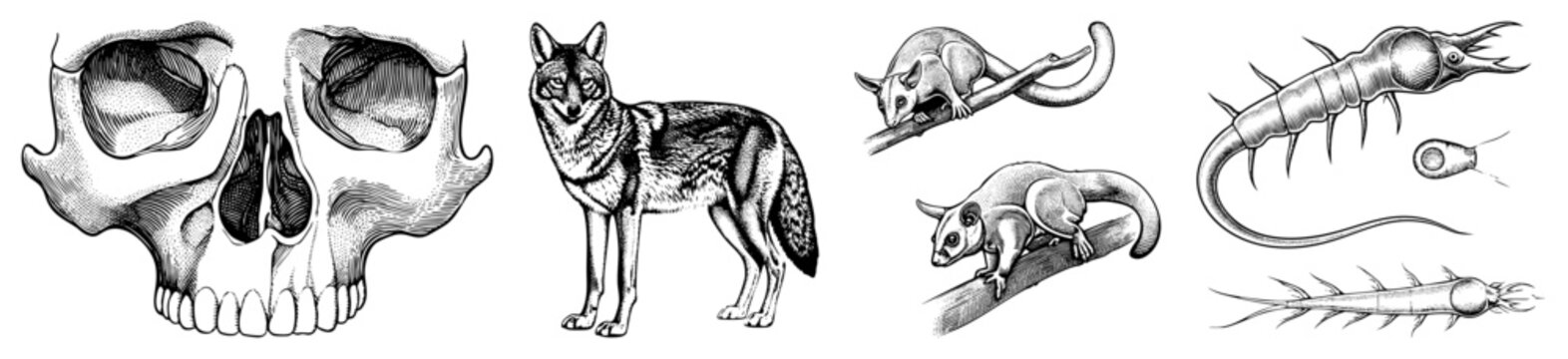 Detailed Animal and Skull Illustrations in Classic Art