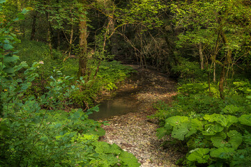 A path in the forest among trees and burdock thickets. Summer landscape