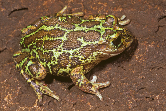 Mexican burrowing treefrog, Smilisca fodiens