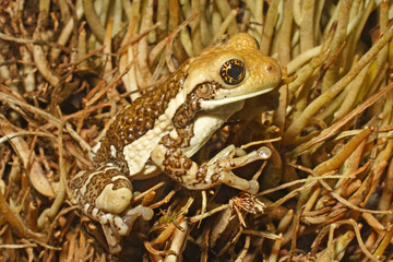 Obraz premium Pepper frog, Trachycephalus typhonius.