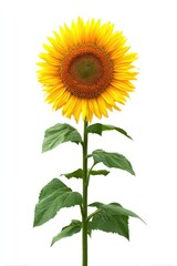 Obraz premium Vibrant sunflower isolated on white background depicting nature and growth