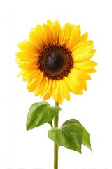 Naklejka premium Vibrant sunflower with green leaves isolated on white background