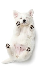 Naklejka premium White Dog Playing on White Background