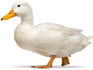 Obraz premium White duck isolated on white background profile view