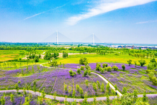 Aerial Purple Flower Fields and Modern Bridge Landscape