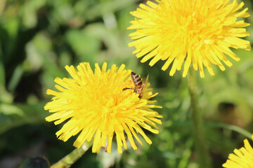bright colors of early spring