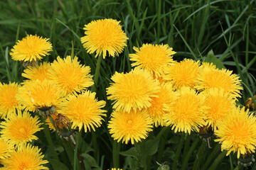 bright colors of early spring