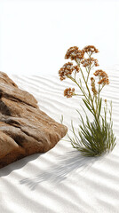 Serene Desert Flora: A solitary plant, adorned with delicate blossoms, finds its home beside a weathered rock in a tranquil desert. Captured in the embrace of soft sunlight.