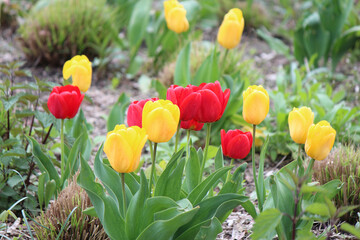 bright colors of early spring