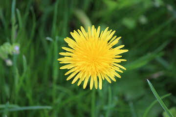 bright colors of early spring