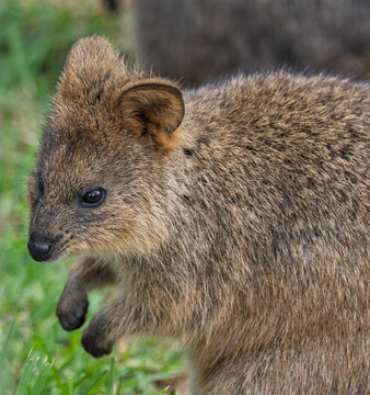 Close up of a cute Quoka  crouched on ground in NSW, Australia on 6 January 2026