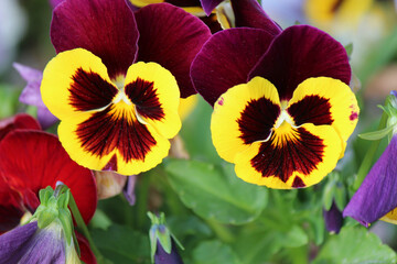 bright colors of early spring