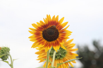 bright colors of early spring