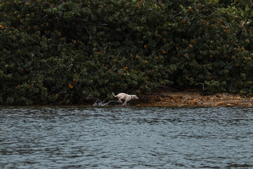 Fototapeta premium dog running in beach