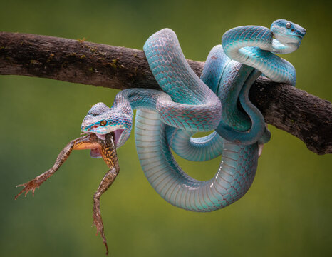 View of two blue insularis pit vipers coiled on a branch. One has its mouth agape, seizing a frog in a dramatic display of nature's raw power, Batam, Indonesia.