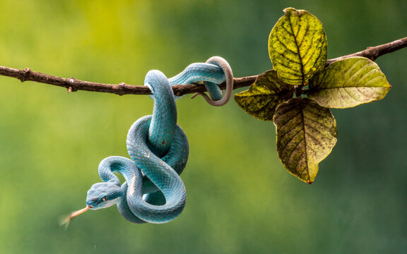 View of a vibrant blue insularis pit viper coiled tightly on a slender branch, its forked tongue flicking against a backdrop of blurred green foliage, Batam, Indonesia.