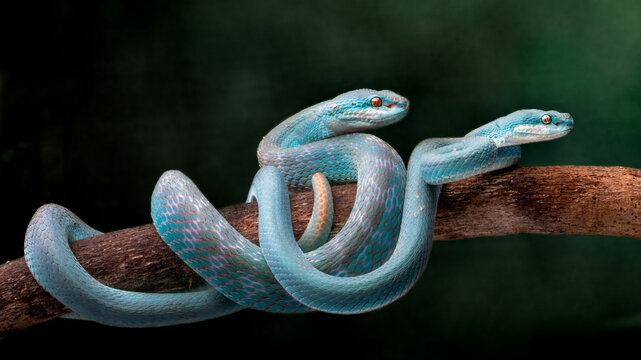 View of two blue insularis pit vipers coiled together on a rough, textured branch against a blurred backdrop of deep greens, Batam, Indonesia.