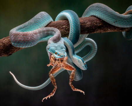 View of two venomous blue insularis vipers, coiled on a branch, their scales shimmering. One captured a frog in a deadly dance of survival, Batam, Batam, Indonesia.