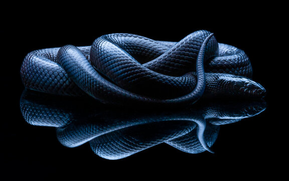 Mexican Black King Snake. Scales shimmering in the dim light, reflected in a dark pool, a study of shadow and form. Mexico City, Mexico.