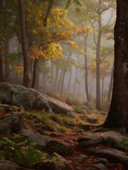 Misty Autumn Forest Trail: Serene Hike Through a Golden Landscape