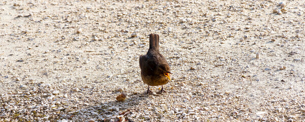 Juvenile blackbird (Turdus merula) with sooty-brown plumage pecking a nut  
