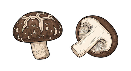 Detailed illustration of a whole brown shiitake mushroom alongside a vertical cross-section showing its internal structure.