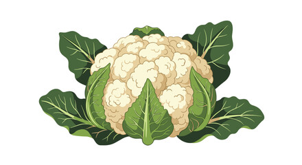 Fresh whole cauliflower head surrounded by large crisp green leaves shown against a clean white background for healthy cooking.