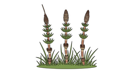 Three green horsetail plants growing in a patch of grass represented in a detailed botanical illustration style.