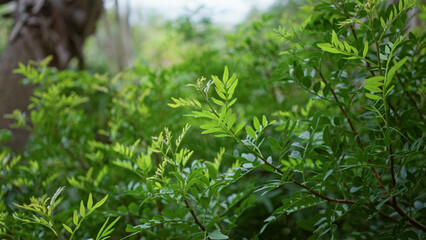 Obraz premium Lush green shrub with finely divided leaves in a vibrant outdoor setting in spain.