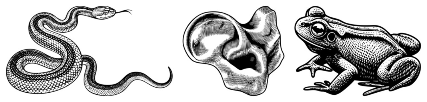 Vintage Illustration of Snake, Ear, and Frog in Detailed Art
