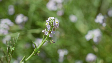 Fototapeta premium Closeup of white flower in sunny torrevieja, spain outdoors, highlighting green stem and blurred background.