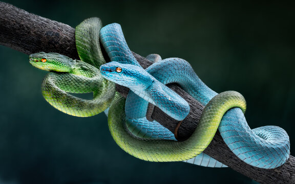 View of two vibrant snakes, one green and one blue, entwined on a branch, their scales shimmering in the light, Batam, Batam, Indonesia.
