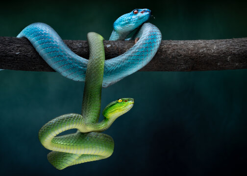 View of two vibrant snakes, one teal and one green, entwined on a branch in a dark, lush forest, a natural ballet of contrasting hues, Batam, Indonesia.